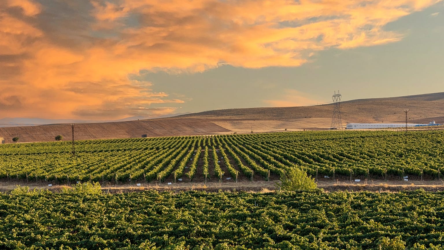 Türkiye's wine scene is booming.