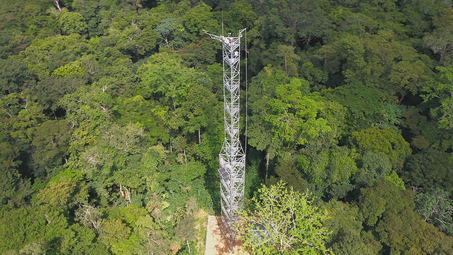 Rainforests in the DRC: "a solution" for climate change