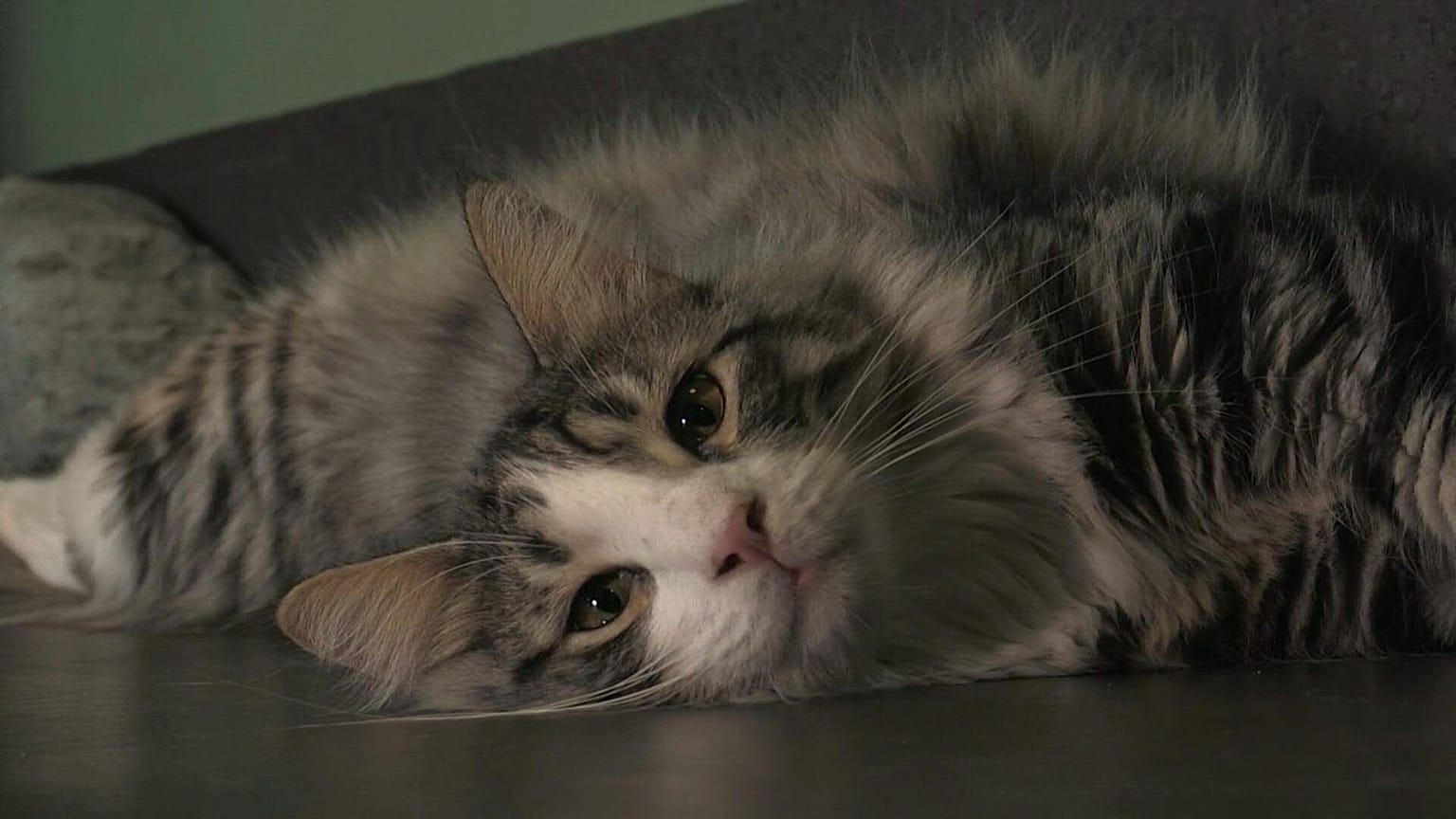 A cat lounges at Arbre à chats, Paris