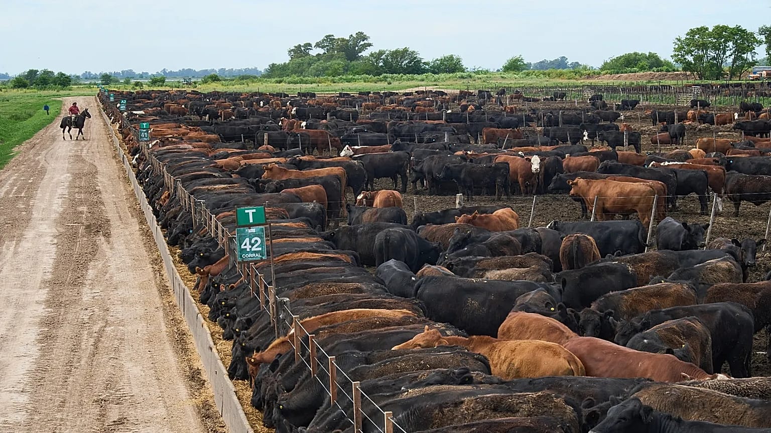 A worker rides a horse in front of beef cattle at a corral at a feedlot in Roque Perez, Argentina
