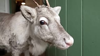 Lars the baby reindeer