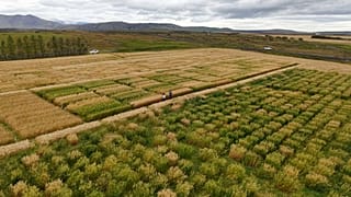 Climate change is making oat cultivation viable in Northern Europe