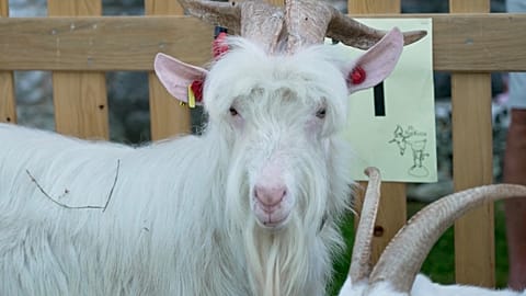 Istrian goat at the 25th Goat Beauty Pageant in Svetvinčenat, Croatia